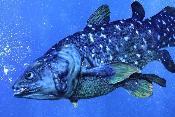 Photo of a coelacanth underwater