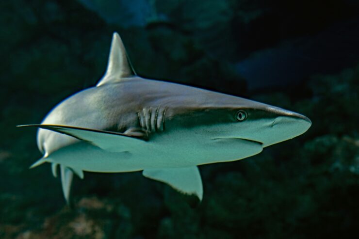 Underwater photo of a grey reef shark