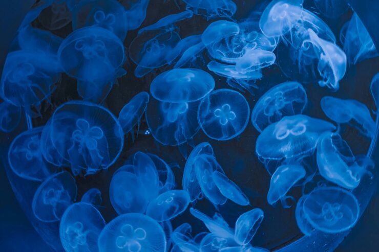 Photo of bioluminescent jellyfish
