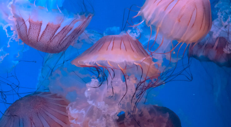 Underwater photo of several large pink jellyfish clustered together