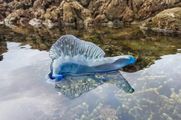 Photo of a Portuguese Man o' War above shallow water