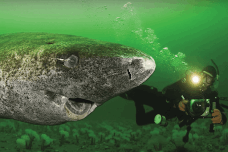 Image of a Greenland Shark swimming beside a human in a wetsuit holding an underwater camera